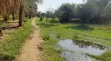 عرض استثماري مزرعة 10فدان ارض خصبة منتجة ومثمرة ارتدي قرب سجن دنقلا من السوق الشعبي 4 كيلو 427 شجرة