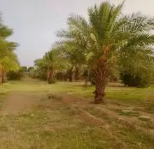 عرض استثماري مزرعة 10فدان ارض خصبة منتجة ومثمرة ارتدي قرب سجن دنقلا من السوق الشعبي 4 كيلو 427 شجرة