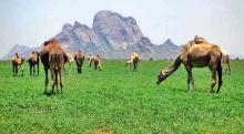 ولاية كسلا في السودان
